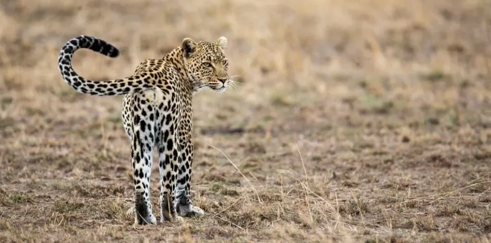 11 Days Safari trip Tanzania Zanzibar 1024x683 1