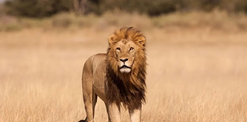 9 Days Safari vacation Tanzania Wildebeest migration 1024x642 1