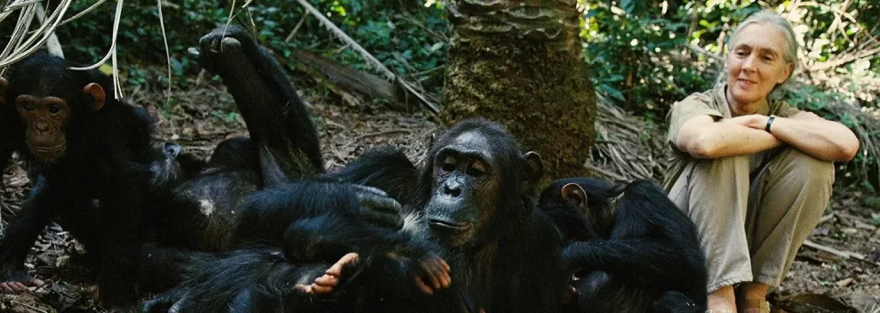 Gombe Stream National park Jane Goodall and Chimpanzees 1024x352 1