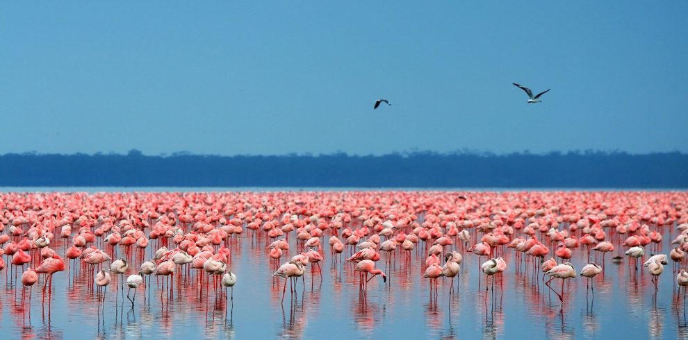 LAKE NAKUR 1