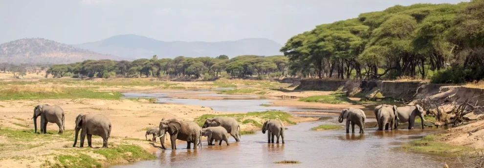 Ruaha elephants 1900x640 1 1024x345 1