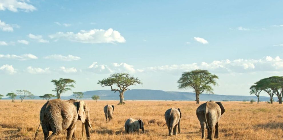 elephant family 1024x683 1