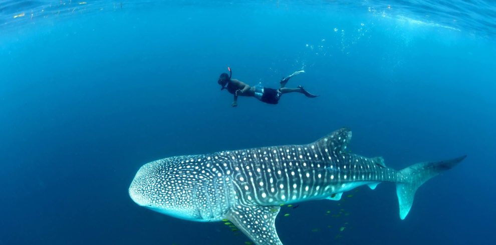 Mafia Island Whale Shark 04